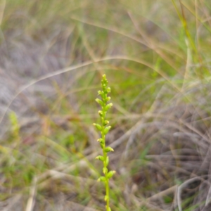 Microtis parviflora at QPRC LGA - 22 Jan 2024