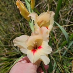 Gladiolus dalenii at Captains Flat, NSW - 22 Jan 2024 by Csteele4