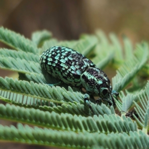 Chrysolopus spectabilis at QPRC LGA - 22 Jan 2024