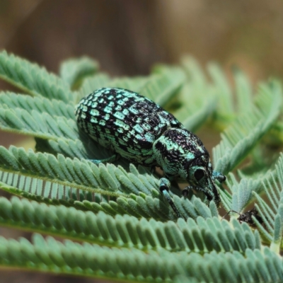 Chrysolopus spectabilis (Botany Bay Weevil) at Captains Flat, NSW - 22 Jan 2024 by Csteele4