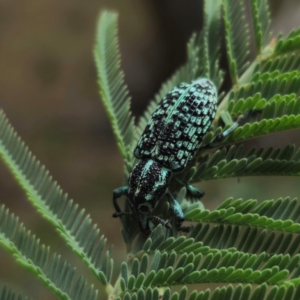 Chrysolopus spectabilis at QPRC LGA - 22 Jan 2024