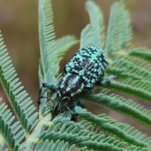 Chrysolopus spectabilis at QPRC LGA - 22 Jan 2024