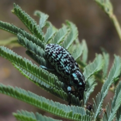 Chrysolopus spectabilis at QPRC LGA - 22 Jan 2024