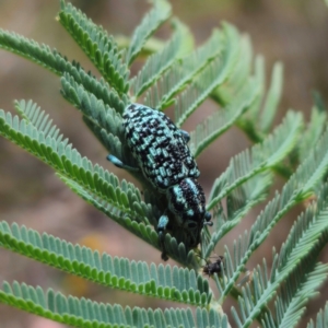 Chrysolopus spectabilis at QPRC LGA - 22 Jan 2024