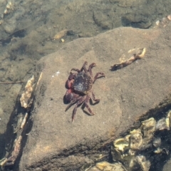 Paragrapsus laevis at Jervis Bay Marine Park - 20 Jan 2024 by AniseStar