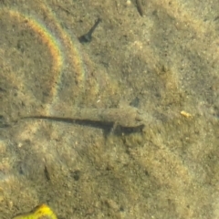 Unidentified Fish at Jervis Bay Marine Park - 21 Jan 2024 by AniseStar