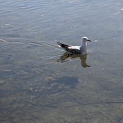 Chroicocephalus novaehollandiae (Silver Gull) at Woollamia, NSW - 20 Jan 2024 by AniseStar