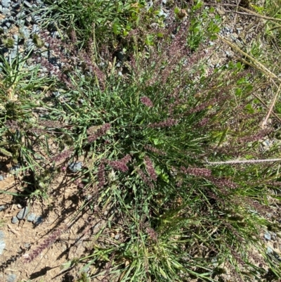 Tragus australianus (Small Burrgrass) at Molonglo River Reserve - 21 Jan 2024 by SteveBorkowskis