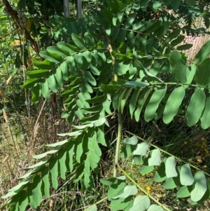 Robinia pseudoacacia at Weston, ACT - 22 Jan 2024