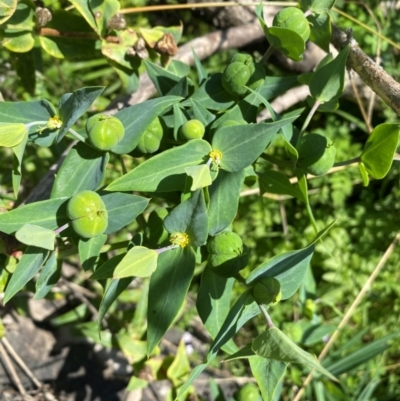 Euphorbia lathyris (Caper Spurge) at Weston, ACT - 21 Jan 2024 by SteveBorkowskis