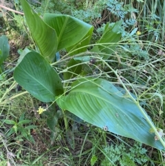 Canna indica (Canna Lily) at Molonglo River Reserve - 22 Jan 2024 by SteveBorkowskis