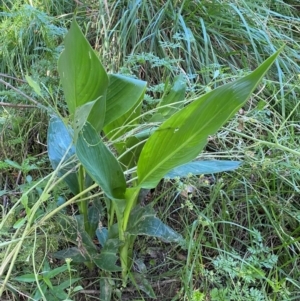 Canna indica at Molonglo River Reserve - 22 Jan 2024