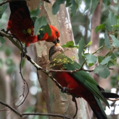 Alisterus scapularis (Australian King-Parrot) at Cantor Crescent Woodland, Higgins - 22 Jan 2024 by Untidy