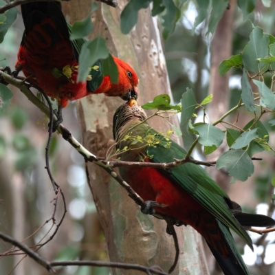 Alisterus scapularis (Australian King-Parrot) at Cantor Crescent Woodland - 22 Jan 2024 by Untidy