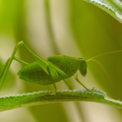 Caedicia simplex (Common Garden Katydid) at Wingecarribee Local Government Area - 20 Jan 2024 by Aussiegall