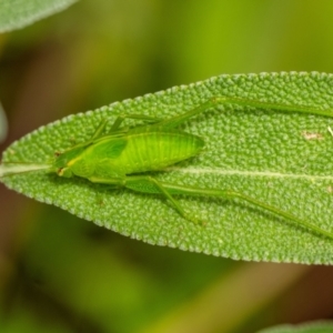 Caedicia simplex at Wingecarribee Local Government Area - suppressed