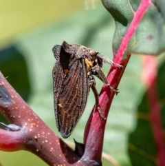 Ceraon sp. (genus) (2-horned tree hopper) at Wingecarribee Local Government Area - 21 Jan 2024 by Aussiegall