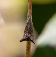 Ceraon sp. (genus) at Penrose - 21 Jan 2024