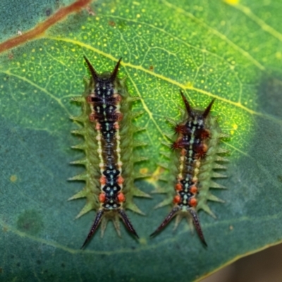 Doratifera quadriguttata (Four-spotted Cup Moth) at Penrose, NSW - 21 Jan 2024 by Aussiegall