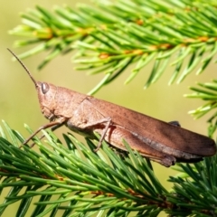Goniaea opomaloides (Mimetic Gumleaf Grasshopper) at Penrose - 21 Jan 2024 by Aussiegall