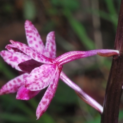 Dipodium punctatum (Blotched Hyacinth Orchid) at East Jindabyne, NSW - 19 Jan 2024 by Harrisi