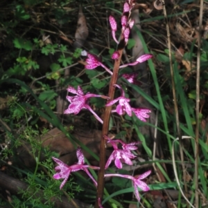 Dipodium punctatum at East Jindabyne, NSW - 19 Jan 2024