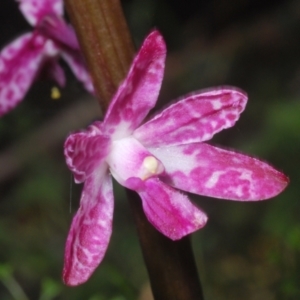 Dipodium punctatum at East Jindabyne, NSW - 19 Jan 2024