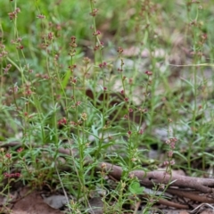 Haloragis heterophylla (Variable Raspwort) at Cantor Crescent Woodland, Higgins - 22 Jan 2024 by Untidy