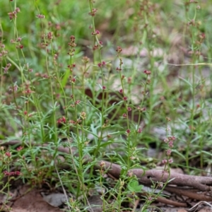 Haloragis heterophylla at Cantor Crescent Woodland, Higgins - 22 Jan 2024 03:47 PM