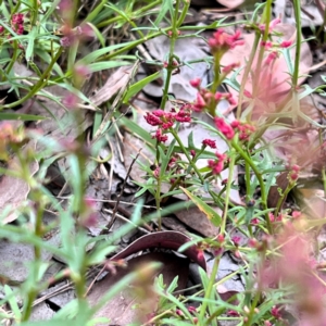 Haloragis heterophylla at Cantor Crescent Woodland, Higgins - 22 Jan 2024 03:47 PM