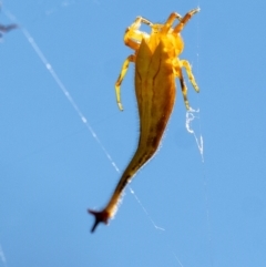 Arachnura higginsi (Scorpion-tailed Spider) at Penrose - 21 Jan 2024 by Aussiegall