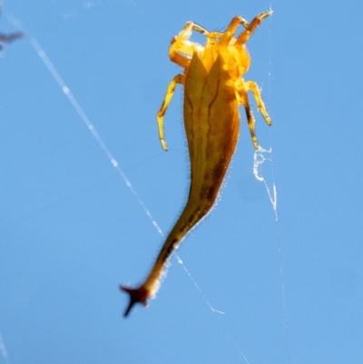 Unidentified Orb-weaving spider (several families) at Penrose, NSW - 21 Jan 2024 by Aussiegall