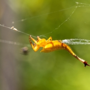 Arachnura higginsi at Wingecarribee Local Government Area - 21 Jan 2024