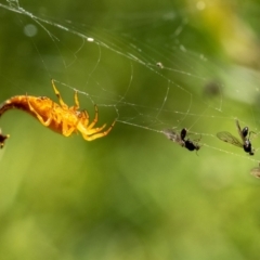 Arachnura higginsi at Wingecarribee Local Government Area - 21 Jan 2024