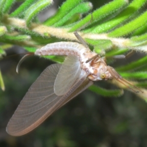 Ephemeroptera (order) at Kosciuszko National Park - 19 Jan 2024