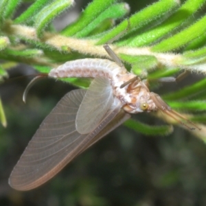 Ephemeroptera (order) at Kosciuszko National Park - 19 Jan 2024 03:35 PM