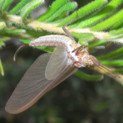 Ephemeroptera (order) (Unidentified Mayfly) at Wilsons Valley, NSW - 19 Jan 2024 by Harrisi