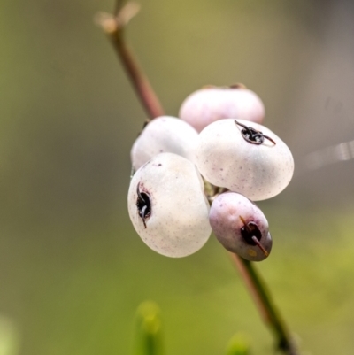 Polyscias sambucifolia (Elderberry Panax) at Penrose, NSW - 21 Jan 2024 by Aussiegall