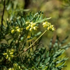 Polyscias sambucifolia at Wingecarribee Local Government Area - suppressed