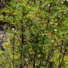 Polyscias sambucifolia at Wingecarribee Local Government Area - 21 Jan 2024