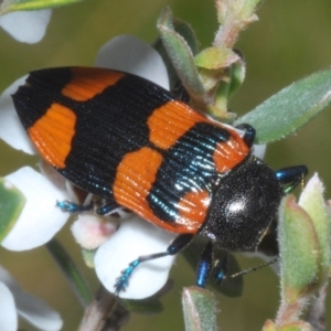 Castiarina thomsoni at Kosciuszko National Park - 19 Jan 2024