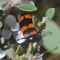 Castiarina thomsoni at Kosciuszko National Park - 19 Jan 2024