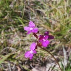 Stylidium sp. (Trigger Plant) at Kosciuszko National Park - 19 Jan 2024 by Harrisi