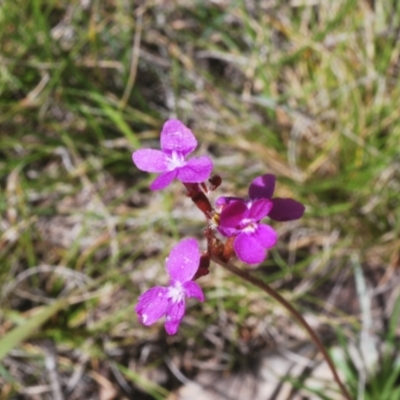Stylidium (genus) (Trigger Plant) at Kosciuszko National Park - 19 Jan 2024 by Harrisi