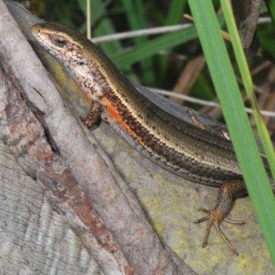 Pseudemoia entrecasteauxii (Woodland Tussock-skink) at Wilsons Valley, NSW - 19 Jan 2024 by Harrisi