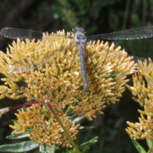 Griseargiolestes intermedius at Kosciuszko National Park - 19 Jan 2024