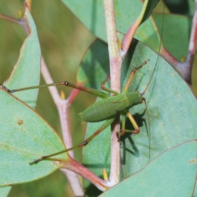 Torbia viridissima (Gum Leaf Katydid) at Kosciuszko National Park - 19 Jan 2024 by Harrisi