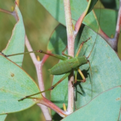 Unidentified Katydid (Tettigoniidae) at Kosciuszko National Park - 19 Jan 2024 by Harrisi