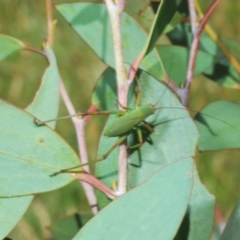 Unidentified at suppressed - 19 Jan 2024