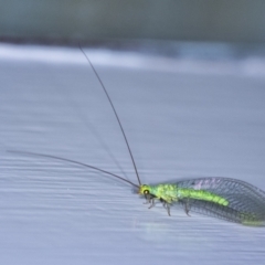 Plesiochrysa ramburi (A Green Lacewing) at Wingecarribee Local Government Area - 21 Jan 2024 by Aussiegall